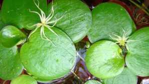 Limnobium enotna vsebina nosilec opis fotografija.