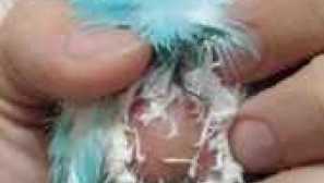 Lipoma parrot, vzroki, zdravljenje