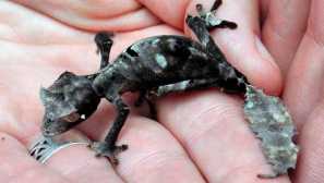 Leaf-up gecko