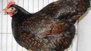 Najboljša jajca dimljene pasem za domov