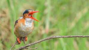 Malachite winterhing