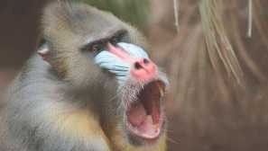 Mandrill