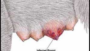 Mastitis pri psu in njeno zdravljenje doma