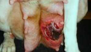 Mastitis pri psu: zdravljenje doma, znaki in vzroki mastitisa pri psici