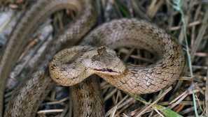 Medyan naročilo: opis fotografije, življenjski slog, strupena ali ne