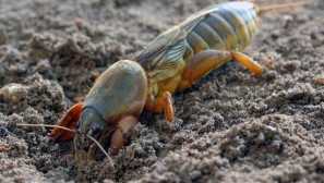 Medvedka: pogledi, življenjski slog, reprodukcija, fotografija, kako se boriti, škode