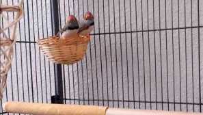 Moji hišni ljubljenčki amadina