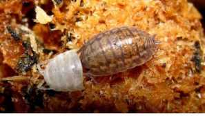 Mccisians v stanovanju: vrste, značilnosti in metode boja