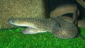 Muren sladkovod v akvariju