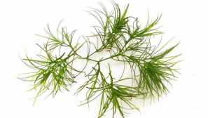 Nayada smernica ali majhna -tooth naia.