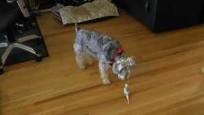 Naša papiga očisti pasje zobe