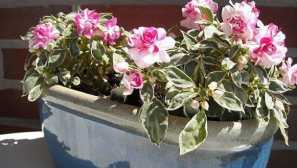 Kratek kratek uporabnik uller