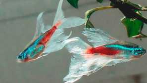 Neon-tetra