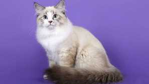 Neva masquerade cat: modro -ovčana lepotica v pustni maski