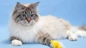 Neva masquerade mačka: vse o pasmi in skrb zanjo