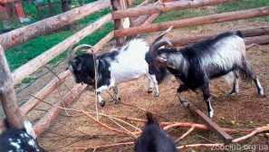 Nigerijska pritlikava koza