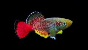 Notobromicus gunter: opis, vsebina, združljivost, fotografija.