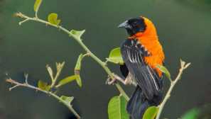 Ognjeni žamet tkalec