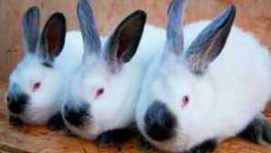 Opis pasme zajcev kalifornija