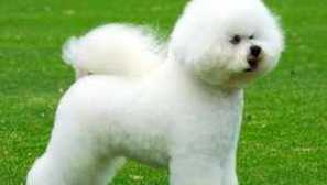 Opis pasme psov bishon frize