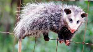 Severni opossum