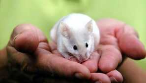 Saten miško - prijazen glodalec v satenskem krznenem sloju