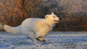 Glavne vrste bolezni pri psih