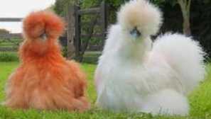 Značilnosti pasme kitajskega svilenega piščanca