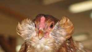 Značilnosti pasme piščancev araukan