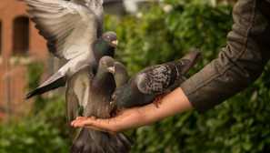 Značilnosti vsebine golobov doma