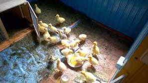 Značilnosti gojenja gosyata doma iz prvih dni