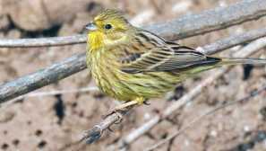 Yellowhammer