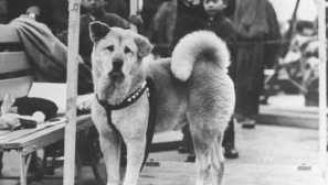 Spomenik hachiko