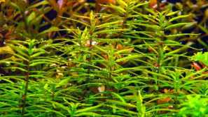 Pelis, didiplis diandra ali butirlak dva tisoč