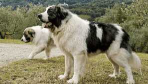 Pyrenee mastiff - aragon shepherd