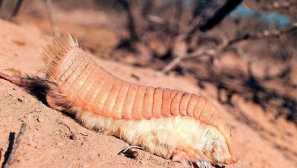 Vodovodni bronenopoli