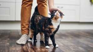 Zakaj mačke drgnejo gobec o vas in o stvareh naokoli