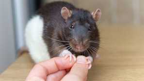 Zakaj doma podgane ugriznejo