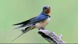 Zakaj lastovke letijo nizko pred dežjem in ko letijo visoko