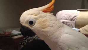 Parroti so nas tako zabavali, da smo se odločili, da se poročimo