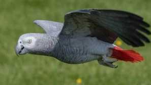 Zhako papiga: opis pogledov, vsebine, pravila za izbiro