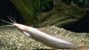 Priljubljene vrste akvarijskih som, njihovo ime, opis in fotografijo