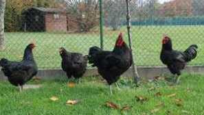 Pasma piščancev jersijskega velikana in piščancev te pasme