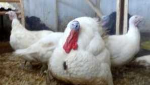 Inducirane pasme: opis s fotografijo belih širokih in drugih pasem