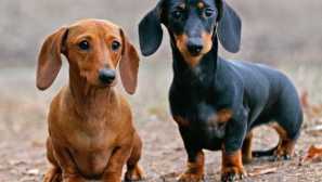 Pasme psov, ki ulov podgana in miši niso slabši od mačk