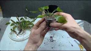 Sajenje akvarijskih rastlin