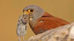 Habite falcon. Habitat običajnega emptpare