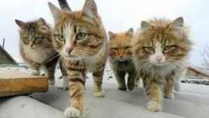 Znaki stekline pri mačkah, diagnosticiranju in preprečevanju