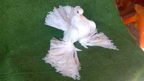 O omsk belih golobov