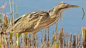 Ptice kirovske regije